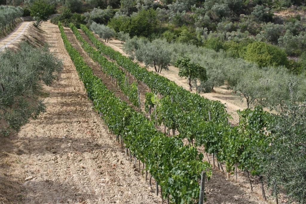 Hotel Agriturismo Podere Somigli Di Lorenzo Correani Greve in Chianti Exterior foto