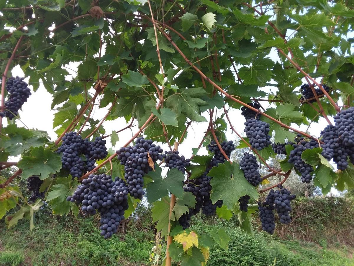 Hotel Agriturismo Podere Somigli Di Lorenzo Correani Greve in Chianti Exterior foto